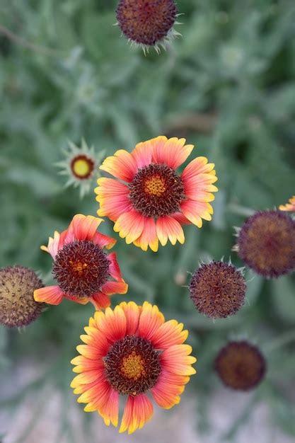 Premium Photo Gaillardia Pulchella Or Indian Blanket Red Yellow