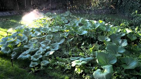 How To Irrigate Your Pumpkin Patch Youtube