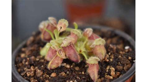 Cephalotus Care Guide | Carnivorous Plants