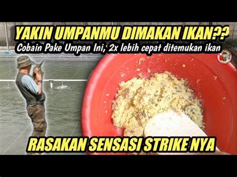 Umpan Jagung Ikan Mas Susah Makan Cuaca Hujan Dan Panas Paling Gacor