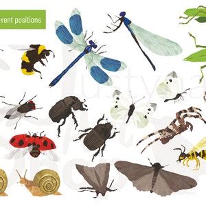 Insects and Bugs Clipart Set, Cute Spring Digital Images, Meadow and ...