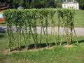 Clôture végétale en saule tressé Conservatoire et jardin Botaniques