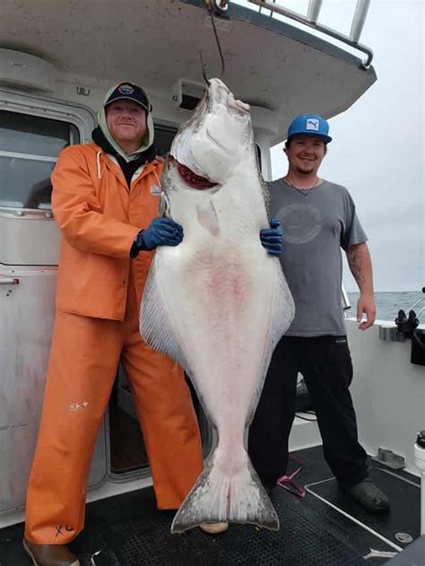 Largehalibutfrombigbluecharterssitkaalaska Big Blue Charters