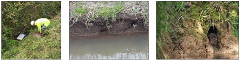 Water Vole Surveys And Conservation