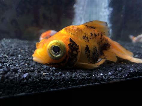 Black Spots Spreading Across My Fish Help R Goldfish