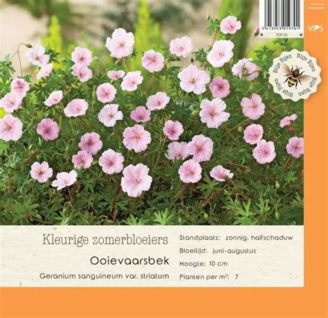 VIPS Geranium Sang Var Striatum P9 GroenRijk Beneden Leeuwen Een