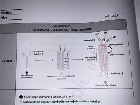 Cytosquelette Microtubules Cartes Quizlet