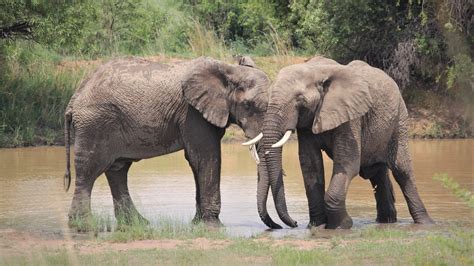 African Elephants Together Mating - Free photo on Pixabay