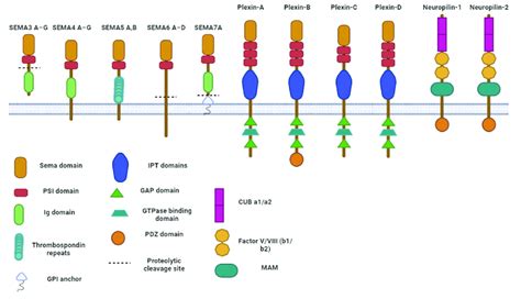 Semaphorins And Their Receptors Semaphorins Are Divided Into 8