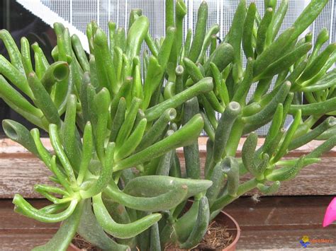 Photo Succulente Crassula Portulacea Monstruosa X Hobbit Ou Gollum