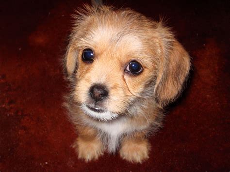 Schweenie puppy | Dachshund mix, Puppy mix, Shih tzu
