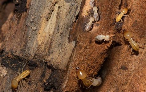 Early Warning Signs Of Termites On Your Jacksonville Property