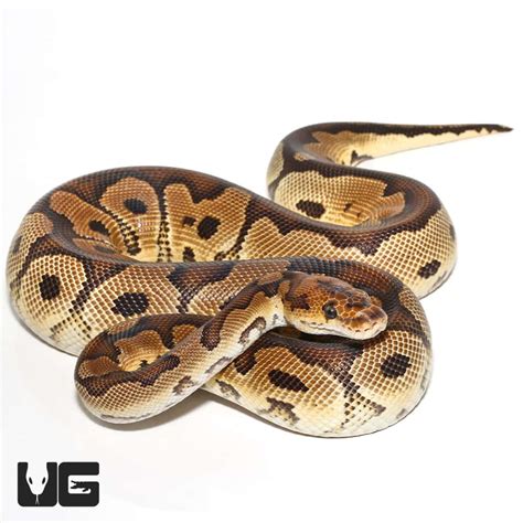 Female Yellowbelly Het Pied Ball Python For Sale - Underground Reptiles