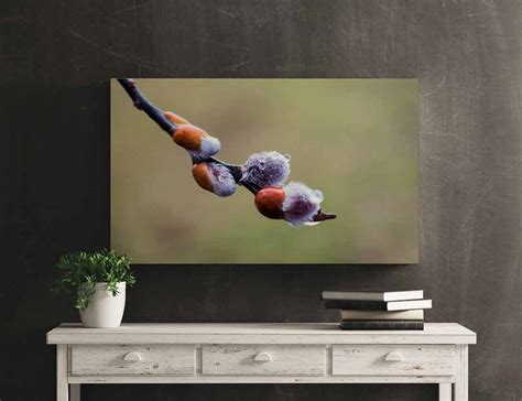Pussy Willow In Rain Printable Spring Raindrops Nature Photography