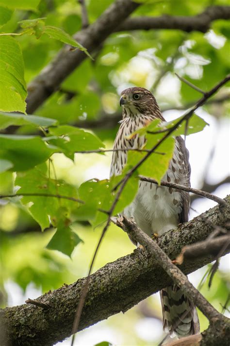 Brown Hawk on Focus Photo · Free Stock Photo