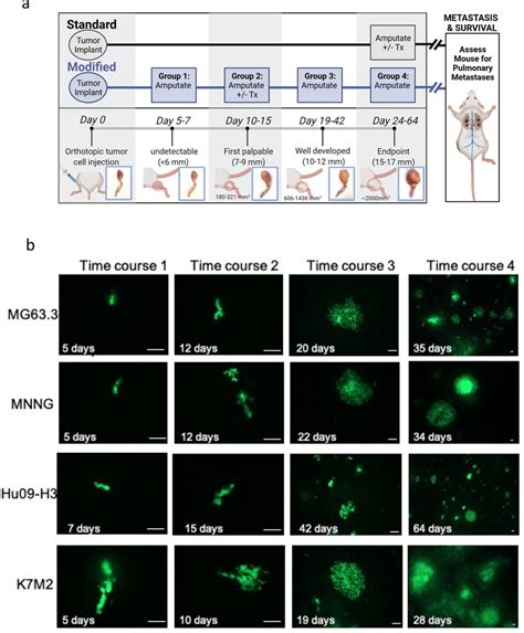 Primary Tumors And Lung Metastases In Os Cell Bearing Nsg Mice A