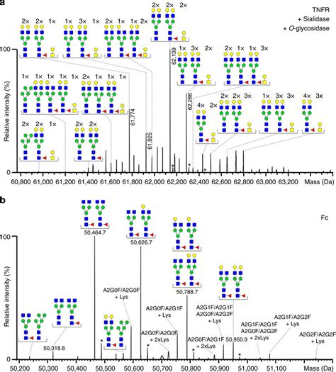 N Glycosylation Of Etanercept Tnfr And Fc Domains A Deconvoluted