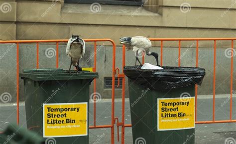 White Ibis Bird Eating Food From Rubbish On Floor Around Bins In Sydney