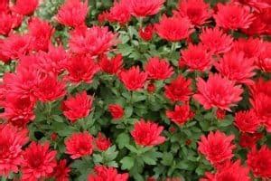 15 Stunning Red Flowering Shrubs - Urban Garden Gal