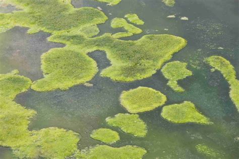 Identifying Common Types Of Pond Algae Nualgi Ponds