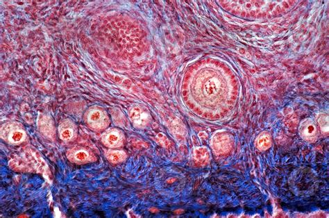 Rat Ovary Transverse Section 250x Rat Mammals Reproductive