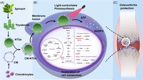 Biomimetic Photosynthetic System Shedding Light On The Restoration Of