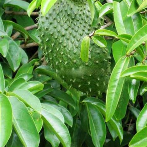 Organic Dried Soursop Leaves Whole Dried Leaves Pure Etsy