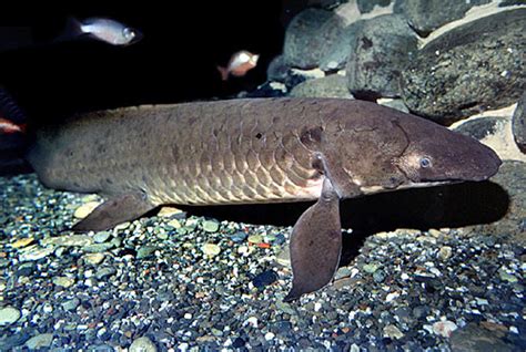 AUSTRALIAN LUNGFISH large - Bluegrassaquatics.com