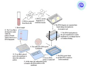 DNA fingerprinting | IASbaba