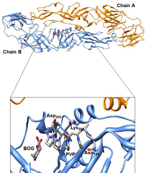 Dengue Virus E Protein With PVP Ligand The Lower Part Shows A Close Up