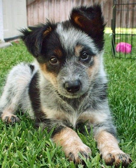 German Shepherd Blue Heeler Mix Puppies - Pets Lovers