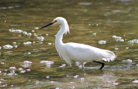 Egret Bird Nature - Free photo on Pixabay