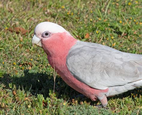 Colorful Birds of Australia | Great Bird Pics