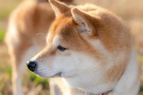 Shiba Inu Chihuahua Mix Discover The Perfect Pet The Chihuahua Guide