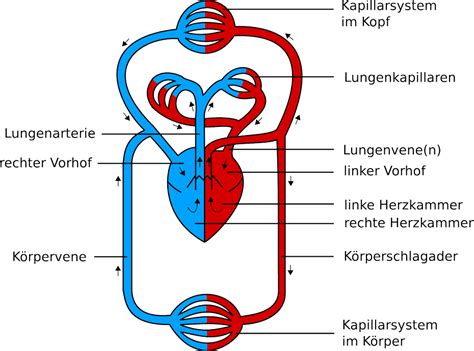 Blutkreislauf Physiologie