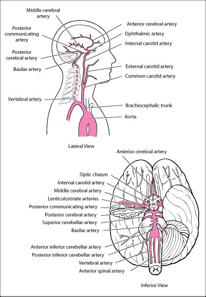 Posterior Cerebral Artery | New Health Advisor