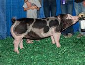 2024 Judging Contest Class 2 Spot Gilts The Pig Planet