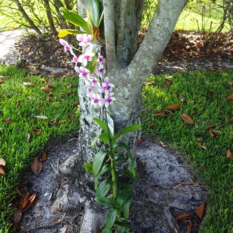 Can Orchids Thrive On Your Florida Patio Craftsmumship