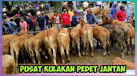 Pusat Kulakan Pedet Jantan Pasar Sapi Glenmore Banyuwangi Jawa Timur