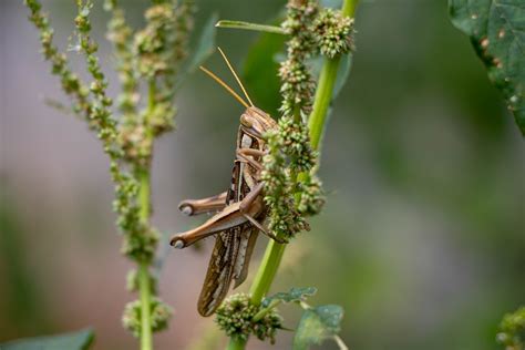 Insecte Sauterelle Entomologie Photo Gratuite Sur Pixabay Pixabay