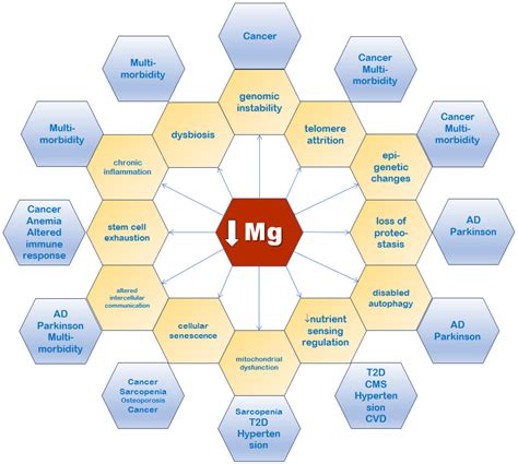 Nutrients Free Full Text Magnesium And The Hallmarks Of Aging