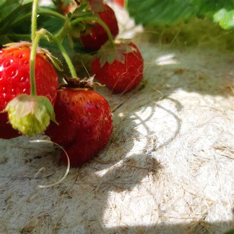 Rouleau De Paillage En Chanvre Pour Fraisiers M X M