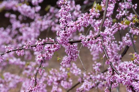 Dwarf Weeping Redbud Tree