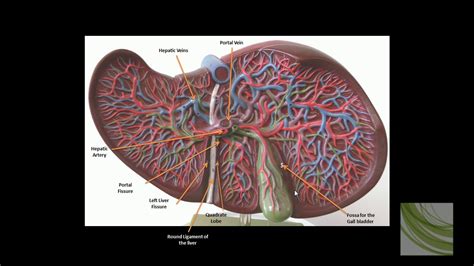 3d Model Liver Model Youtube