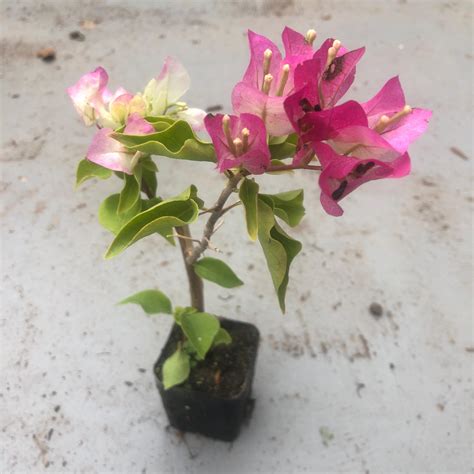 Bougainvillea -“white” Blanca/“la Jolla”/“la Jolla” Toro Canyon Pink