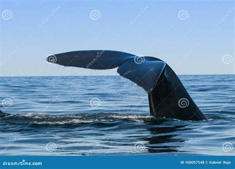 Whale tail fluke, stock photo. Image of american, coastal - 160057548