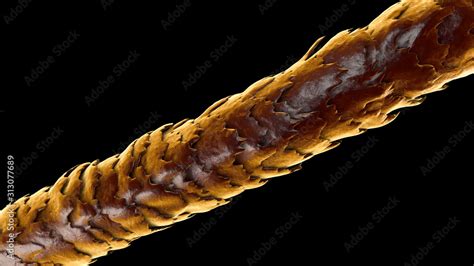 Human Hair Under Microscope 3d Illustration Showing Close Up Structure