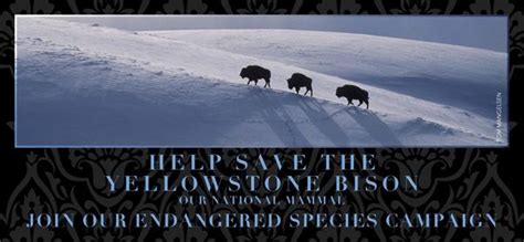 Endangered Bison Endangered Migration - Buffalo Field Campaign - West ...