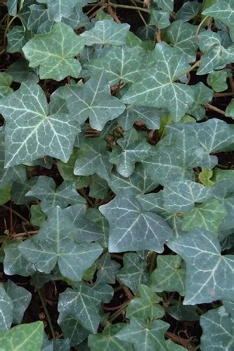 Buy Variegated Algerian Ivy Plants Free Shipping Wilson Bros