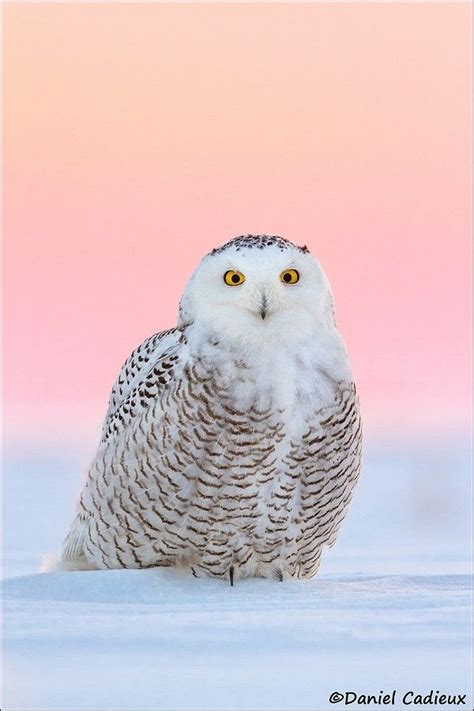 Snowy Owl at Dawn. | Owl, Snowy owl, Owl photography